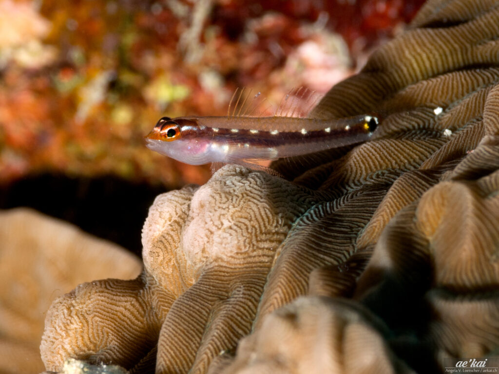 Eviota sebreei aka Sebrees Pygmy Goby sitting on a tan coral