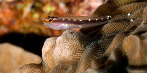 Eviota sebreei aka Sebrees Pygmy Goby sitting on a tan coral