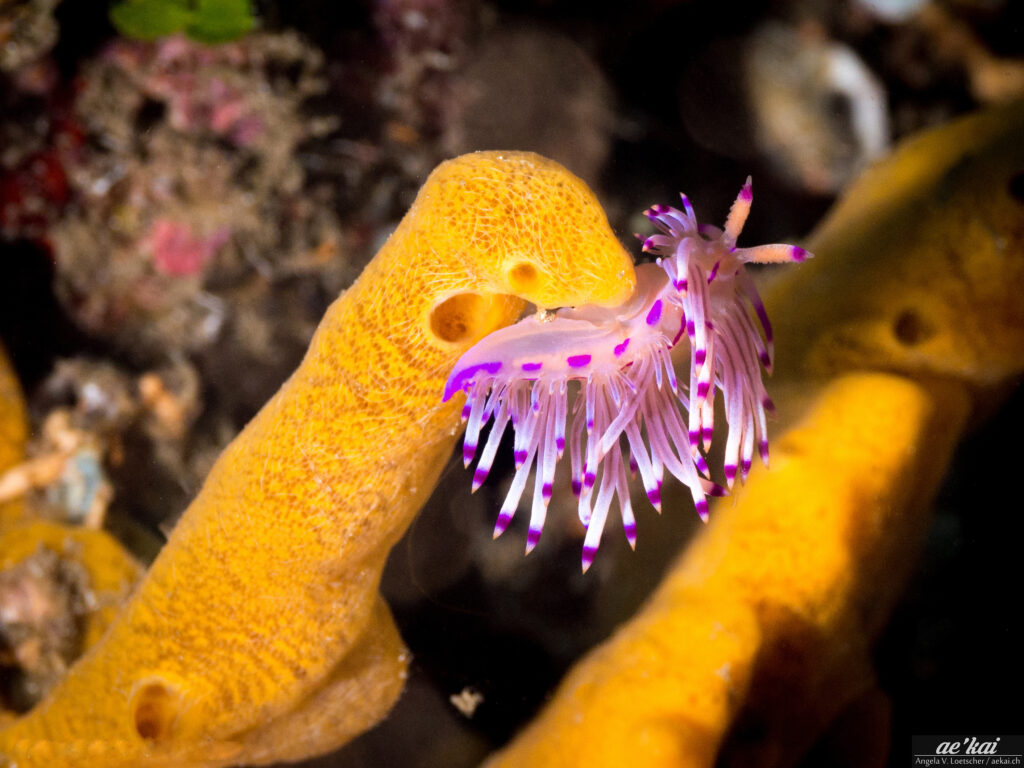 Flabellina lotos; Lotus Flabellina; Lotus Fadenschnecke; striking pink-white-purple colored nudibranch from Indonesia on yellow fingered sponge