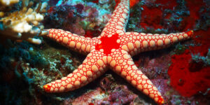 Fromia monilis aka Necklace Starfish aka Perl-Seestern, full view