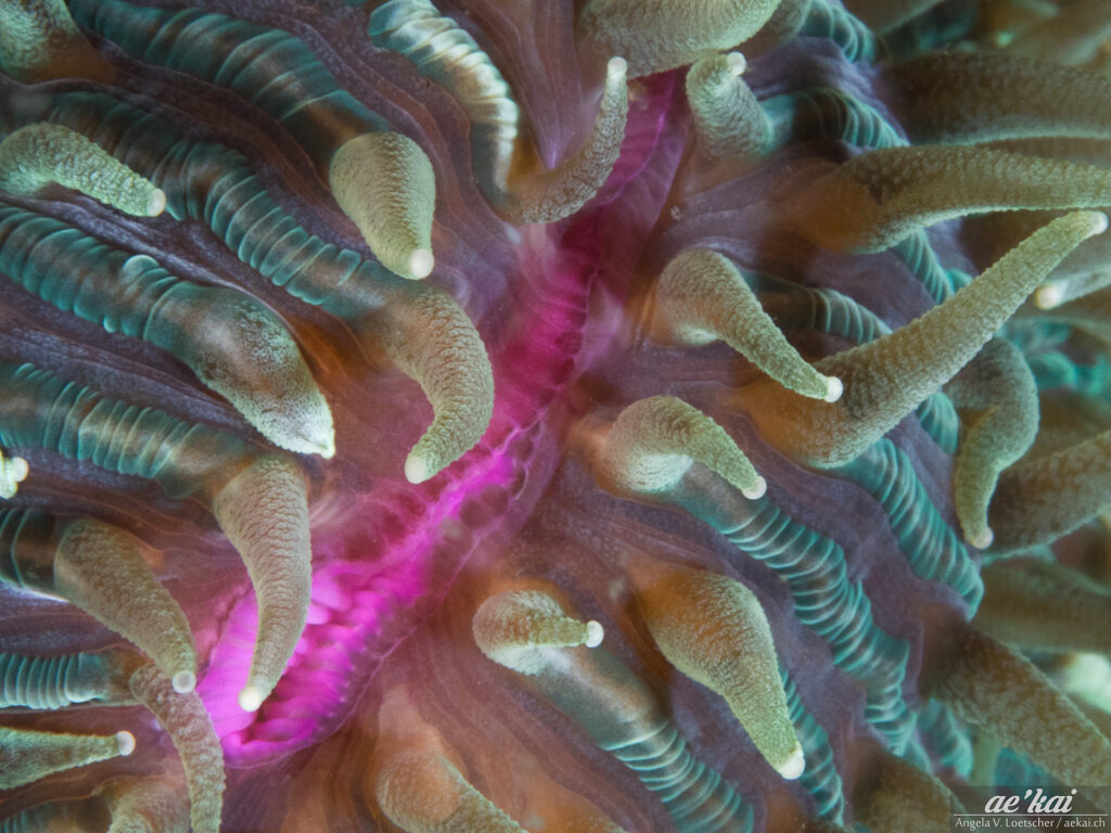 Fungia sp; Mushroom Coral with bioluminescence; pink blue green
