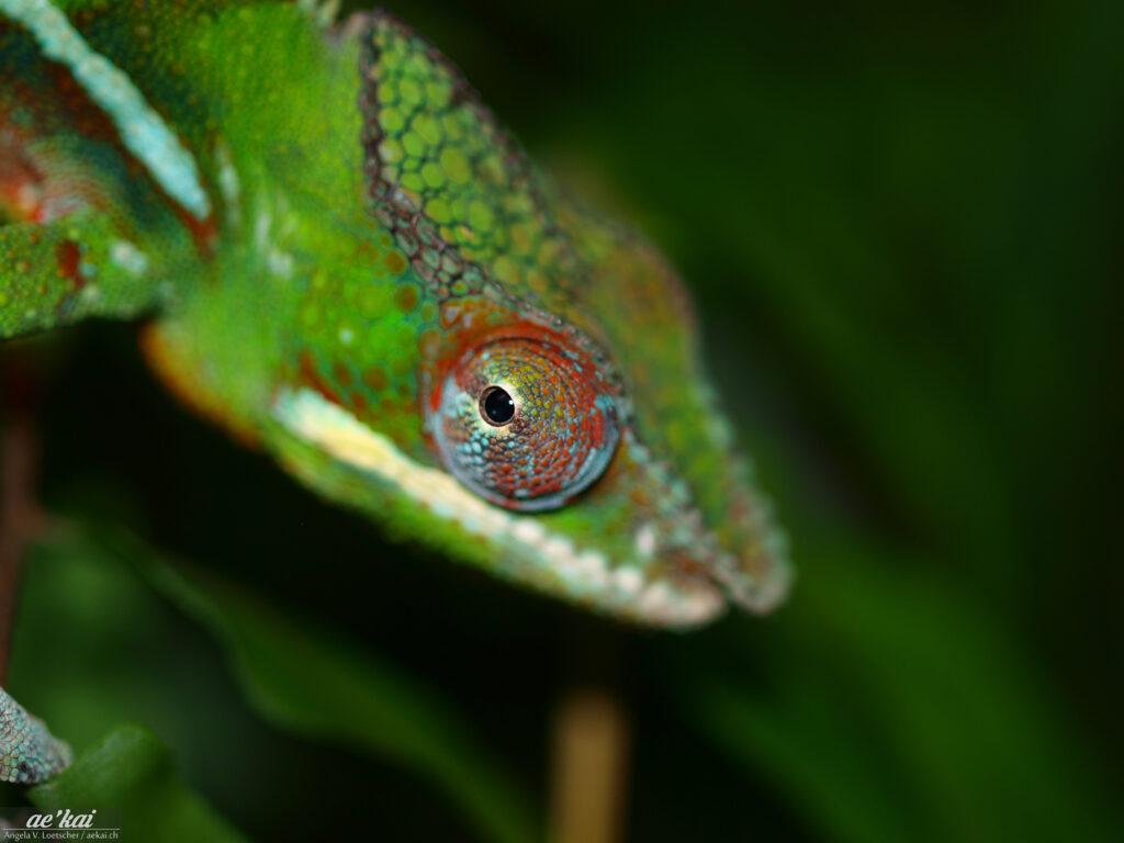 Furcifer pardalis; Panther Chameleon; Pantherchamaeleon; portrait of chameleon with focus on eye