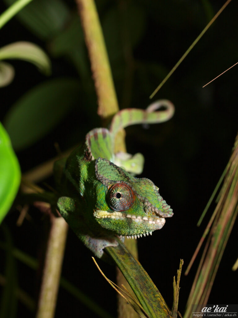 Furcifer pardalis; Panther Chameleon; Pantherchamaeleon; chameleon climbing down leaves, focus on head