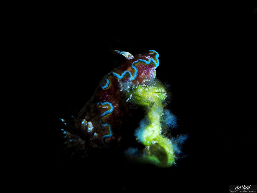 Glossodoris acosti; Girdled Glossodoris; Gegürtelte-Glossodoris; colorful sea slug from Indonesia