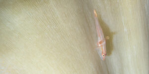 An unidentified Goby sitting on a Leather Coral