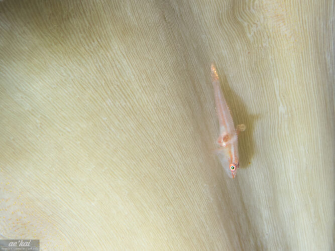An unidentified Goby sitting on a Leather Coral