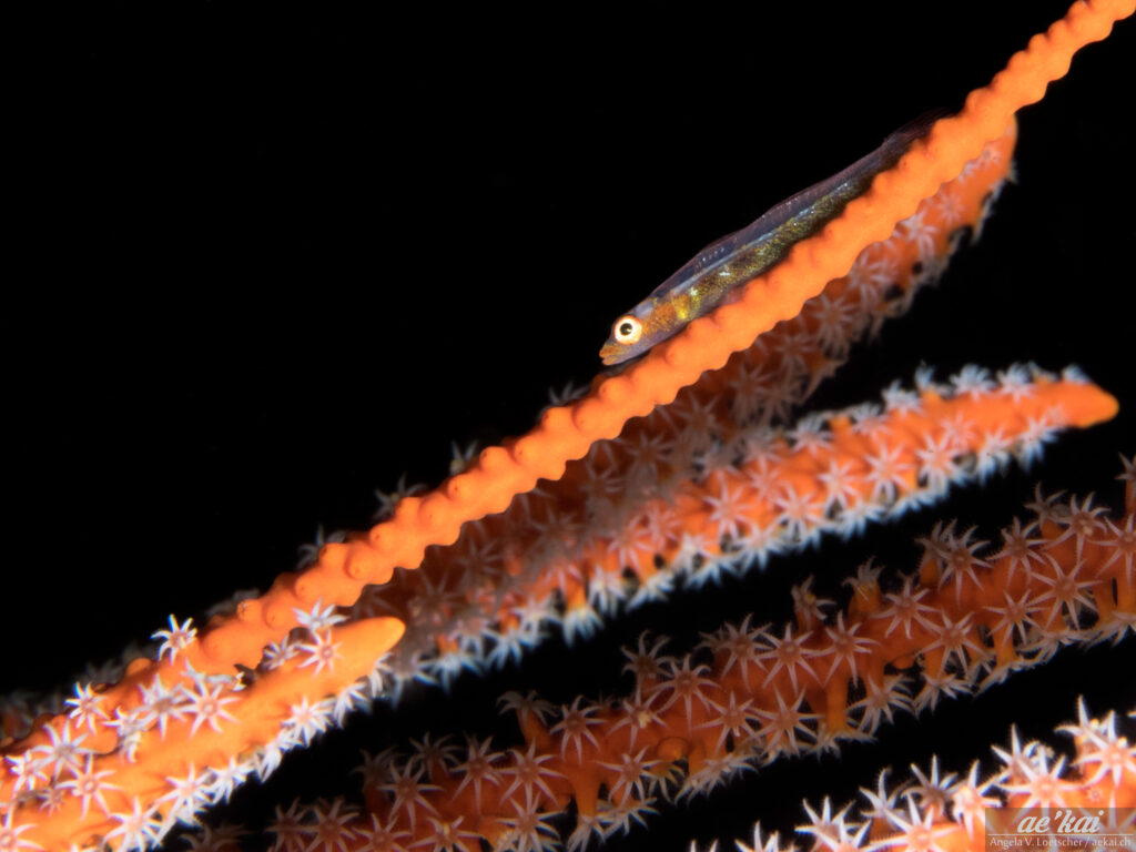 Large Whip Goby (Bryaninops amplus) on orange-colored Whip Coral