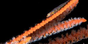 Large Whip Goby (Bryaninops amplus) on orange-colored Whip Coral
