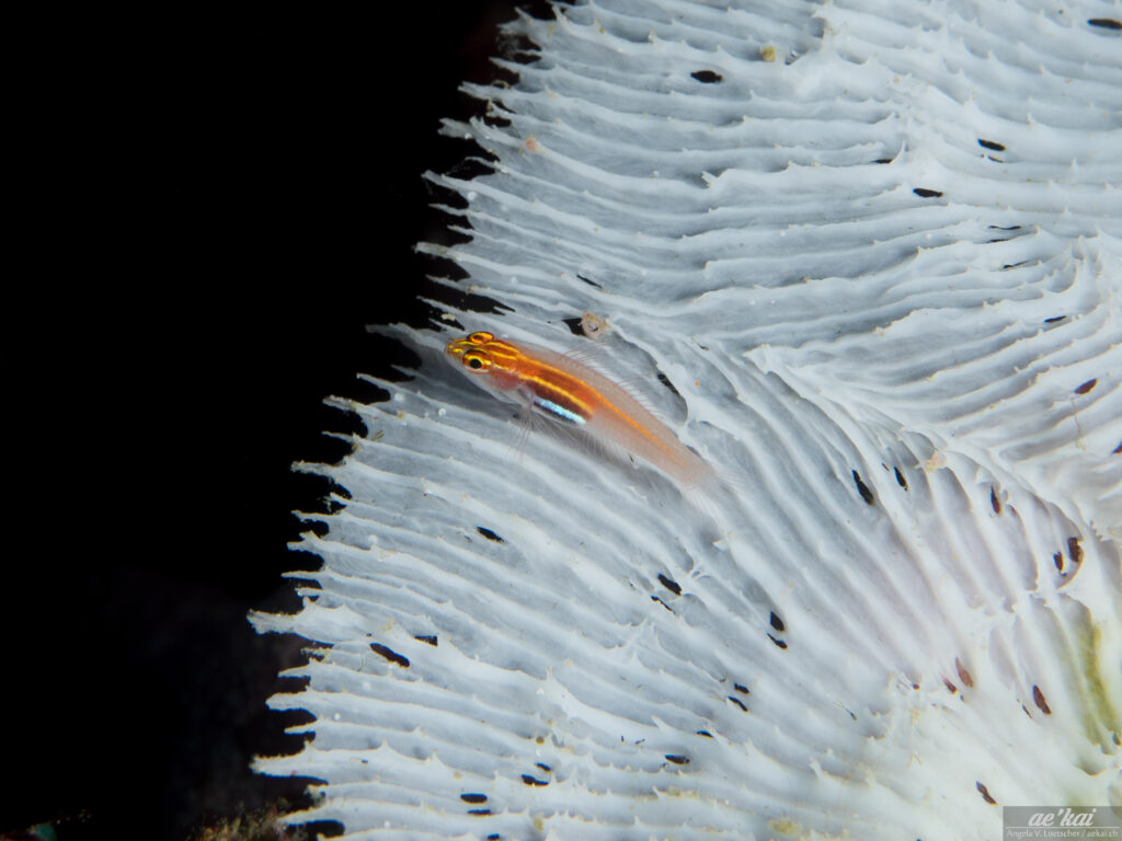 Eviota pellucida aka Neon Dwarfgoby sitting on white coral