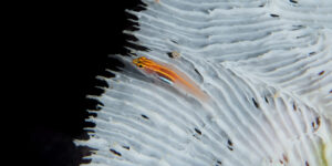 Eviota pellucida aka Neon Dwarfgoby sitting on white coral