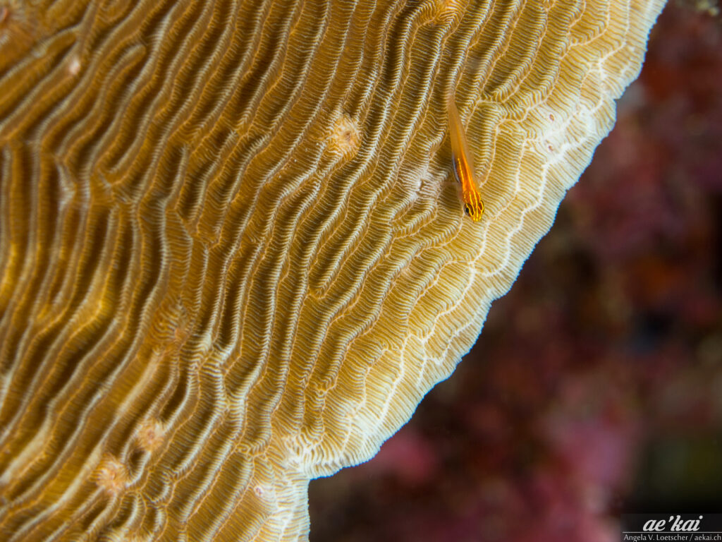Eviota pellucida aka Neon Dwarfgoby sitting on tan stony coral