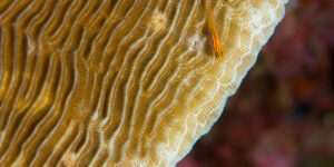 Eviota pellucida aka Neon Dwarfgoby sitting on tan stony coral