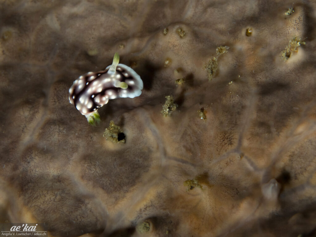 Goniobranchus geometricus; Geometric Goniobranchus; Geometrische Sternschnecke; unusual colored sea slug; nudibranch; white base color with white spots and meandering black markings; Manado, Sulawesi, Indonesia