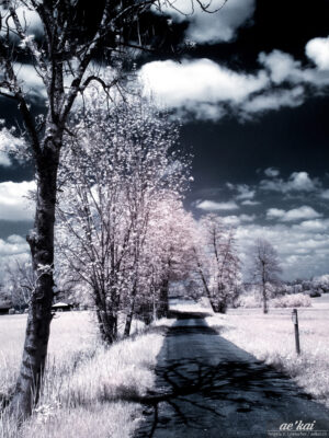 Infrared picture of hiking path around Greifensee, Switzerland