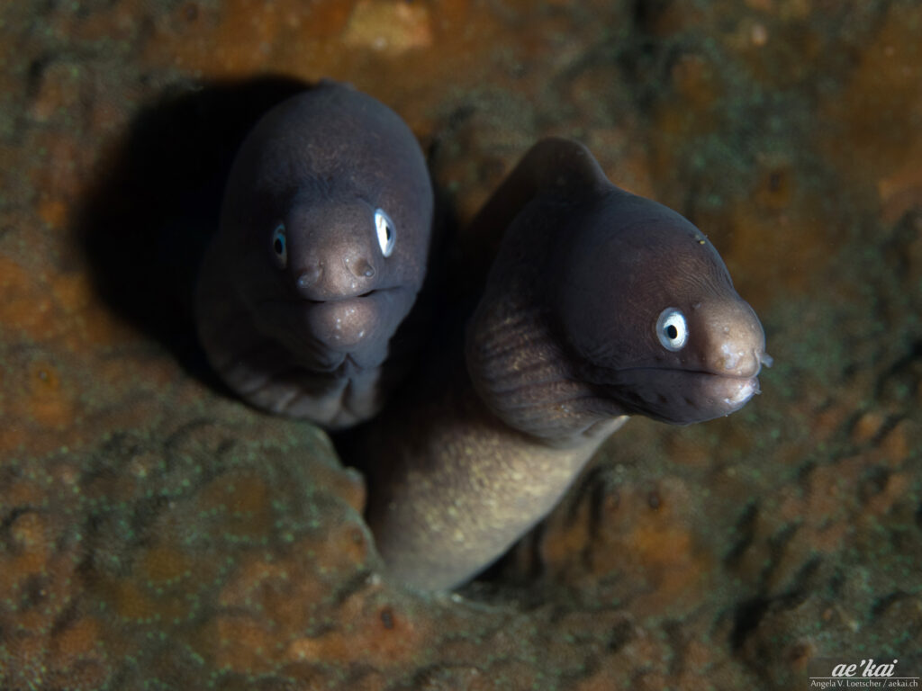 Two Gymnothorax thrysoideus aka Greyface Moray Eels sharing a hole in the coral