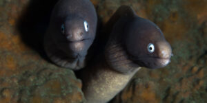 Two Gymnothorax thrysoideus aka Greyface Moray Eels sharing a hole in the coral