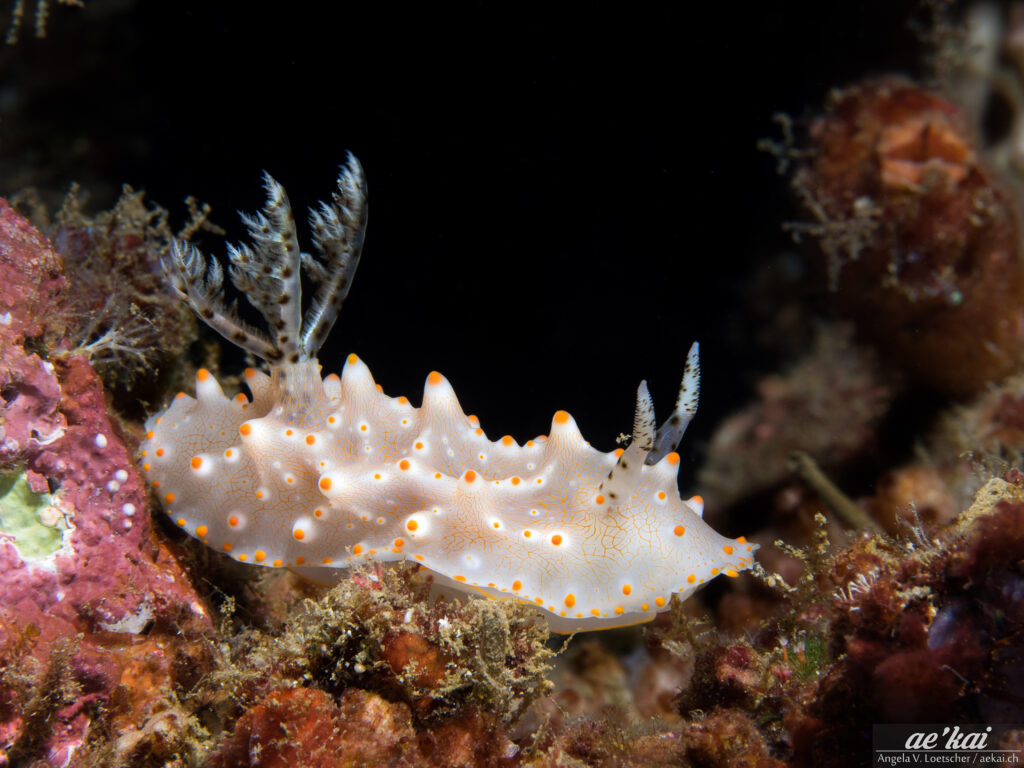 Halgerda batangas; Batangas Halgerda; Batangas Höckerschnecke; colorful sea slug with orange spots and black-white gills and rhinophores