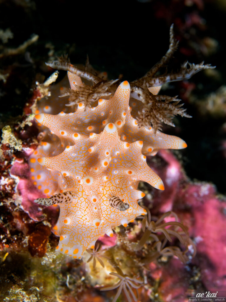 Halgerda batangas; Batangas Halgerda; Batangas Höckerschnecke; colorful sea slug with orange spots and black-white gills and rhinophores