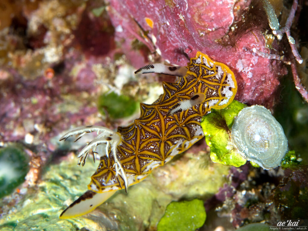 Halgerda tesselata; Tesselated Halgerda; Mosaik-Halgerda; nice sea slug with a tesselated pattern.