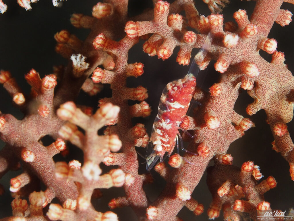 Hamodactylus boschmai; Boschmas Gorgonian Shrimp; red-white shrimp on gorgonian coral