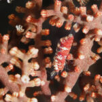 Hamodactylus boschmai; Boschmas Gorgonian Shrimp; red-white shrimp on gorgonian coral