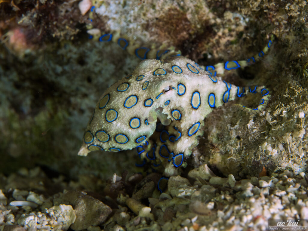 Hapalochlaena lunulata or Blue-ringed Octopus displaying its vivid blue rings