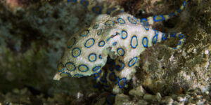 Hapalochlaena lunulata or Blue-ringed Octopus displaying its vivid blue rings