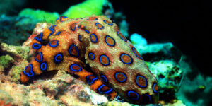 Hapalochlaena lunulata or Blue-ringed Octopus displaying its vivid blue rings