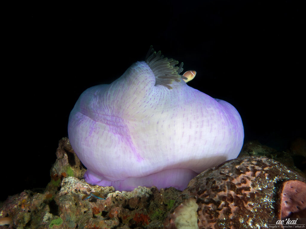 purple-colored Magnificient Anemone (Heteractis magnifica)