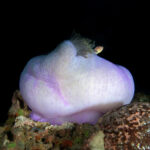 purple-colored Magnificient Anemone (Heteractis magnifica)