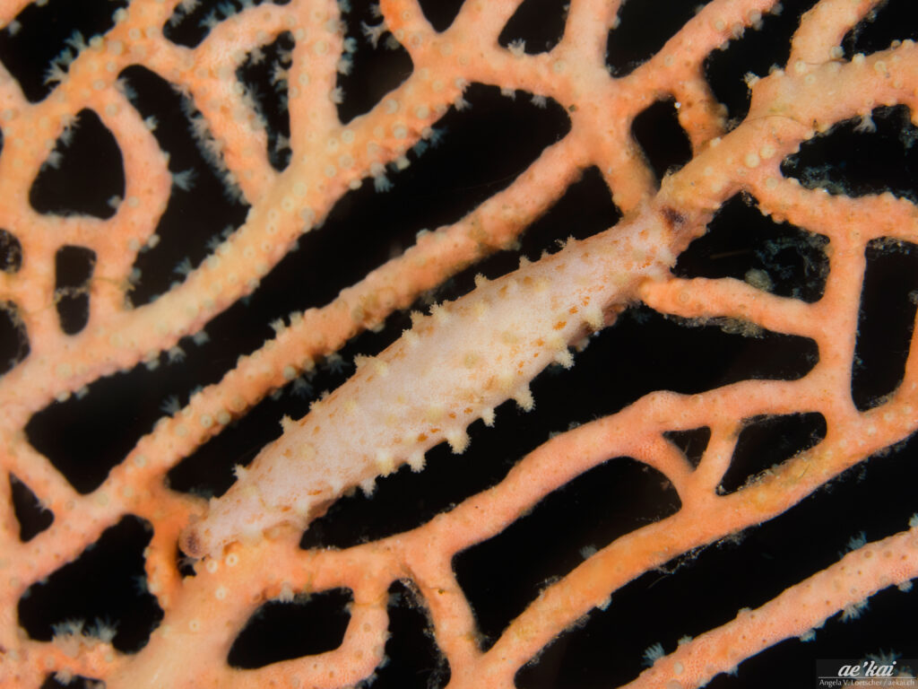 Hiatavolva coarctata; Compressed Cowrie; Komprimierte Spindelkaurie; light orange colored spindle cowrie on gorgonian, living animal