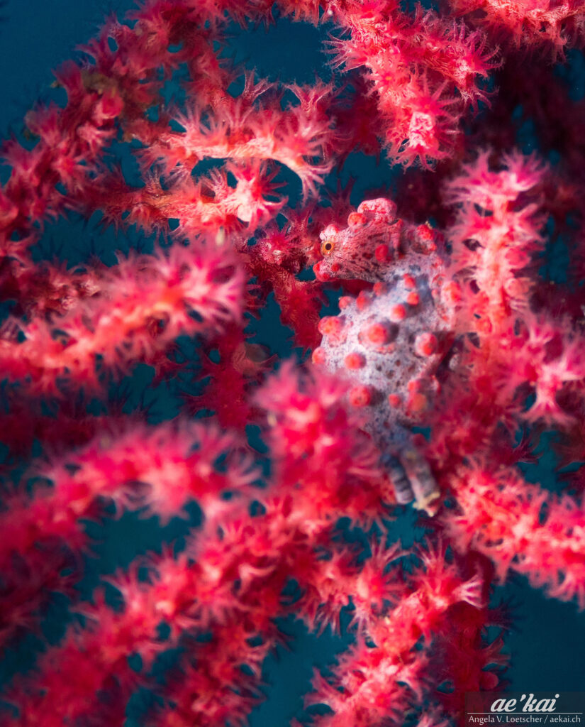 Bargibanti's Pygmy Seahorse (Hippocampus bargibanti) seen from the side in pink gorgonian.