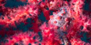 Bargibanti's Pygmy Seahorse (Hippocampus bargibanti) seen from the side in pink gorgonian.