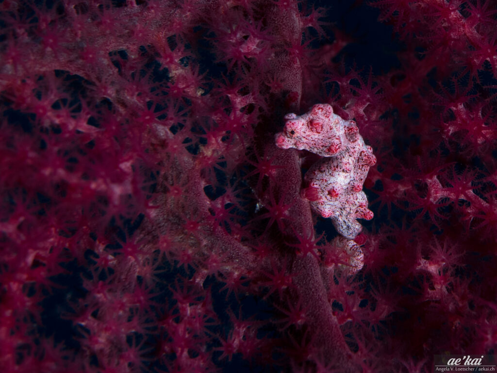 Bargibanti's Pygmy Seahorse (Hippocampus bargibanti) seen from the side in purplish-pink gorgonian.