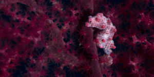 Bargibanti's Pygmy Seahorse (Hippocampus bargibanti) seen from the side in purplish-pink gorgonian.