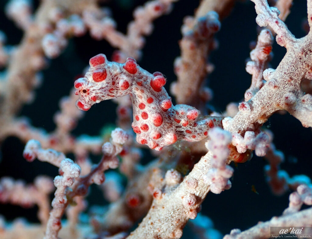Bargibanti's Pygmy Seahorse (Hippocampus bargibanti) seen from the side in light-pink gorgonian.