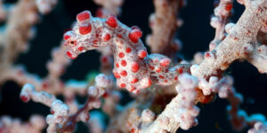 Bargibanti's Pygmy Seahorse (Hippocampus bargibanti) seen from the side in light-pink gorgonian.