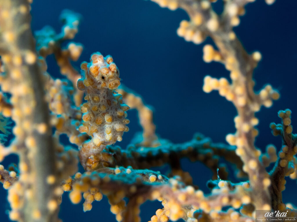 Yellow color variation of Bargibanti's Pygmy Seahorse (Hippocampus bargibanti) seen from the side in a yellow gorgonian.
