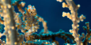 Yellow color variation of Bargibanti's Pygmy Seahorse (Hippocampus bargibanti) seen from the side in a yellow gorgonian.