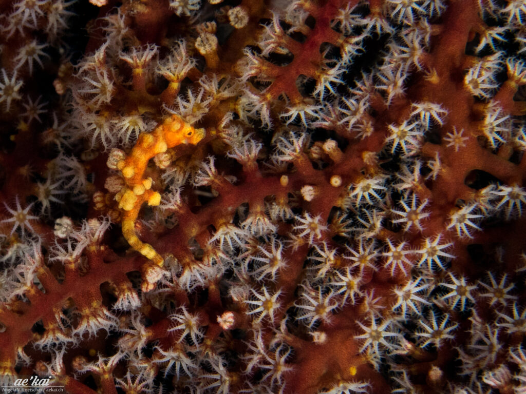 Orange colored Hippocampus denise aka Denise's Pygmy Seahorse