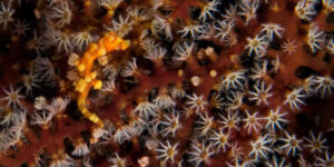 Orange colored Hippocampus denise aka Denise's Pygmy Seahorse