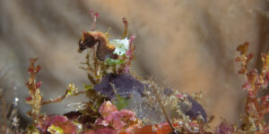 Hippocampus pontohi aka Pontohi Pygmy Seahorse in its brown coloration, which used to be thought to be Hippocampus severnsi.