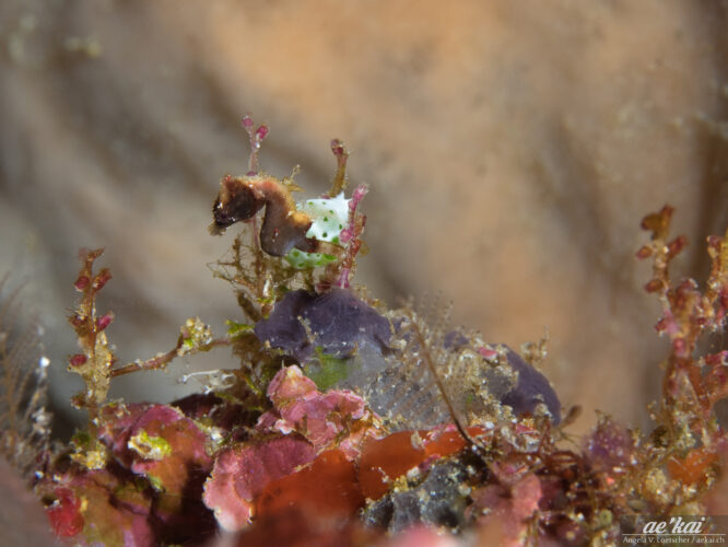 Hippocampus pontohi aka Pontohi Pygmy Seahorse in its brown coloration, which used to be thought to be Hippocampus severnsi.