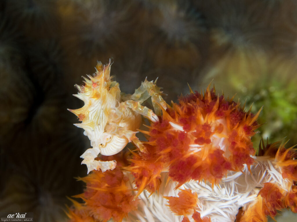 Hoplophrys oatesii, Candy Crab, Schleierbäumchen-Spinnenkrabbe, orange-colored, camouflaged crab on soft coral