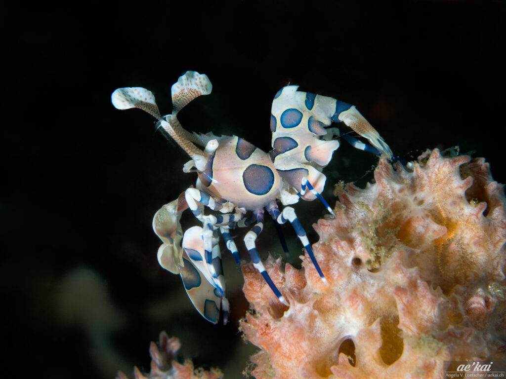 Hymenocera picta, Harlequin Shrimp, Harlekingarnele, beautiful and colorful shrimp, Sulawesi, Indonesia, muck-diving