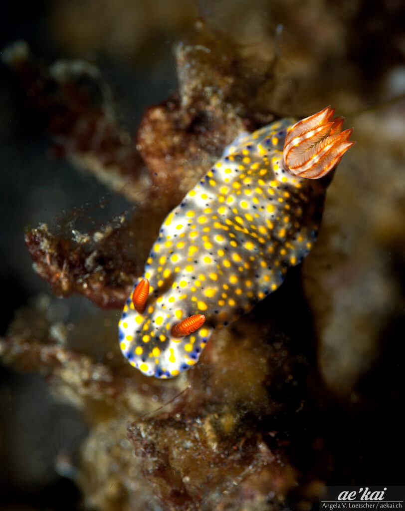 Hypselodoris kanga; Kanga Hypselodoris; Kanga-Prachtsternschnecke; yellow-spotted nudibranch with dusky paches, red rhinophores and gills from Indonesia