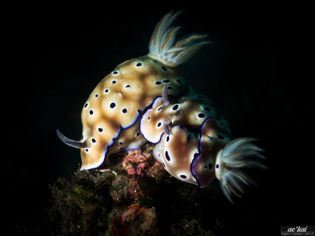 Hypselodoris tryoni; Tryon's Hypselodoris Tryons; Prachtsternschnecke; three nudibranchs with beautiful tan and purple coloration mating in Indonesia