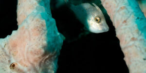 Undetermined hite small flat filefish hiding behind rose-colored sponges, taken in Lembeh