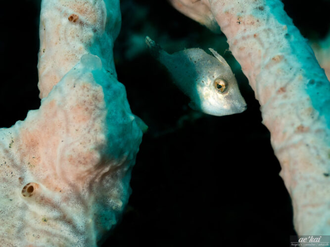 Undetermined hite small flat filefish hiding behind rose-colored sponges, taken in Lembeh