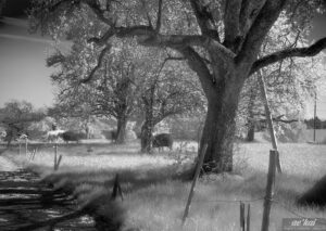 Peaceful Countryside in an infrared picture.